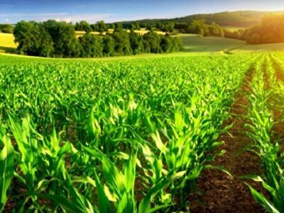 کشت فراسرزمینی میانبری برای حفظ منابع آبی