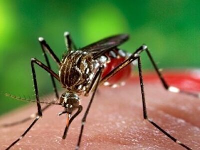 ثبت بیشترین آمار مبتلایان به تب دنگی در بندرعباس