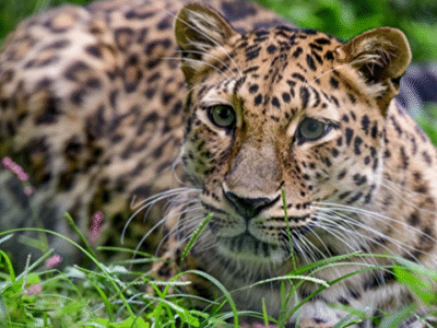 گردش پاییزی پلنگ در جنگل‌های رامسر + فیلم