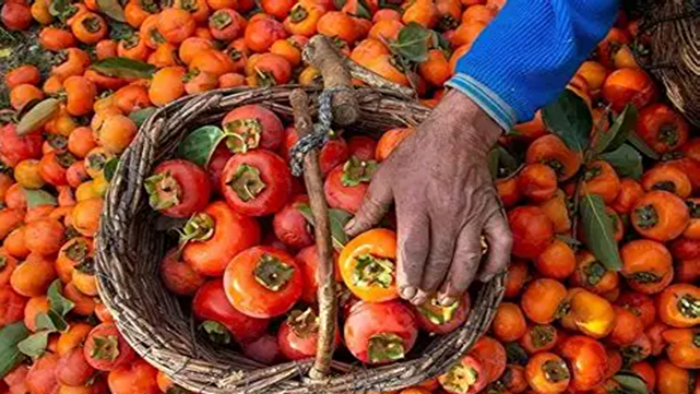 برگزاری نخستین جشنواره برداشت خرمالو در حیاط باغ‌های قدیمی نهاوند + فیلم