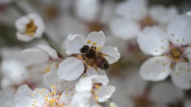 شکوفه زدن درختان پرتقال در روستای بندپی غربی بابل + فیلم