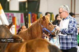جشنواره ملی زیبایی اسب اصیل نژاد کاسپین