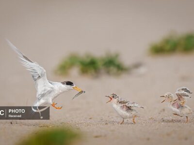 برترین عکس‌های مسابقه زندگی پرندگان استرالیا در سال ۲۰۲۵