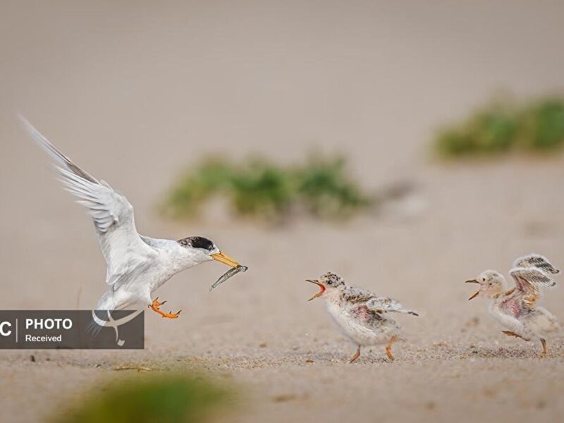 برترین عکس‌های مسابقه زندگی پرندگان استرالیا در سال ۲۰۲۵