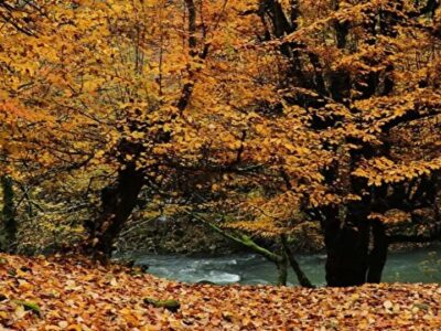 طبیعت آستارا در قاب پاییز + فیلم