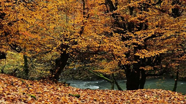 طبیعت آستارا در قاب پاییز + فیلم