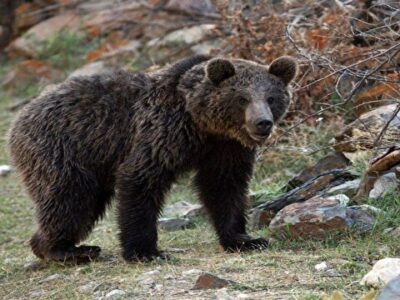 خرس قهوهای مازندران آمادۀ خواب زمستانی میشود + فیلم