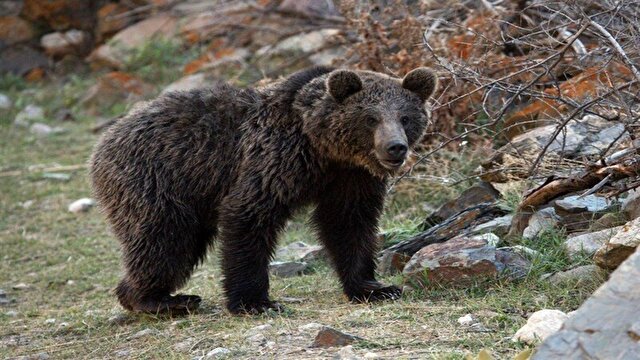 خرس قهوه‌ای مازندران آمادۀ خواب زمستانی می‌شود + فیلم