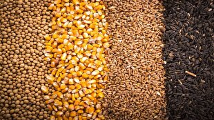 حمایت از تولیدکنندگان مرغ کشور با تامین و ارسال نهاده‌های دامی