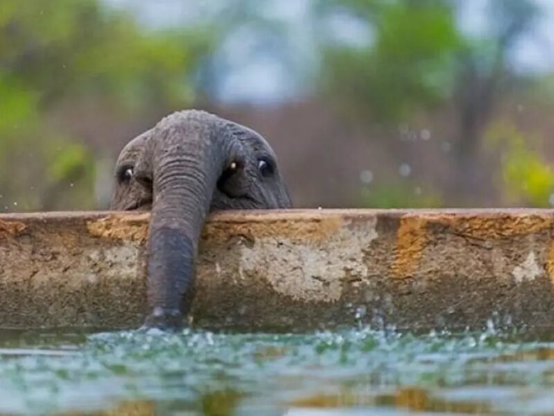 بدون شرح! (تصویری)