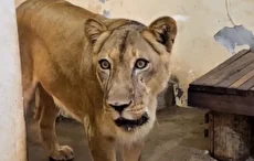 حمله شیر ماده به پسر ۱۹ ساله در باغ‌وحش برزیل (فیلم)