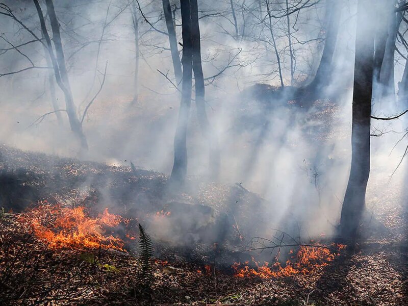 آتش سوزی در گونیلی کلاله، نیروهای منابع طبیعی در خط اول مهار آتش