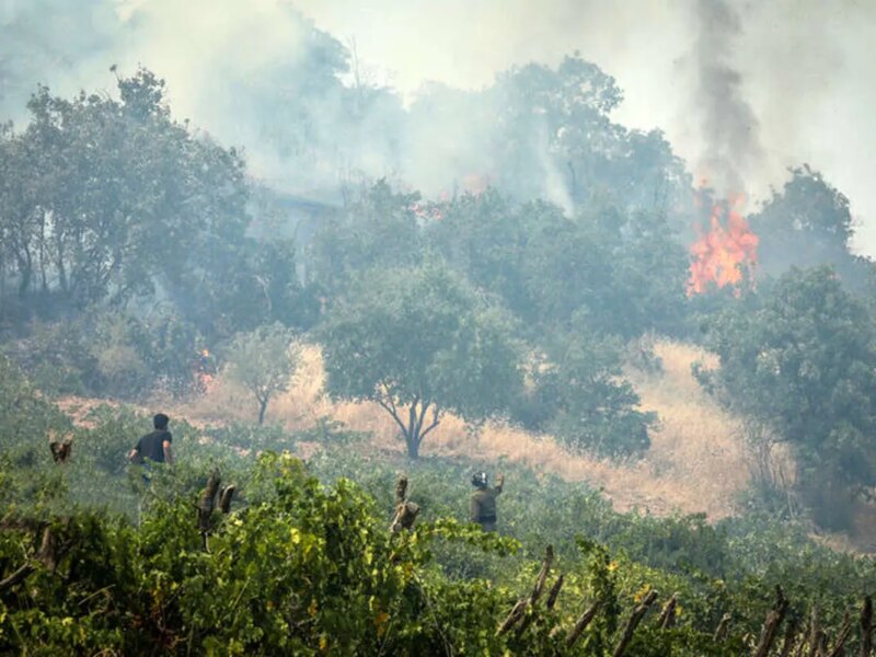 آتش زدن عمدی جنگل‌ها مجازات سنگینی دارد
