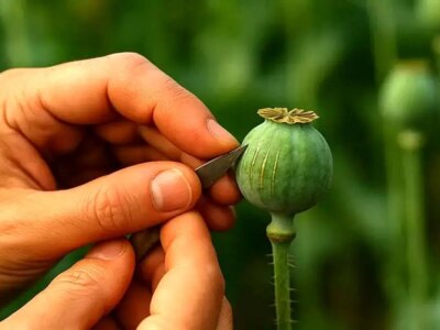 هیچ کدام از موضوعات درباره کشت خشخاش و شایعه آزادسازی کشت آن صحت ندارد