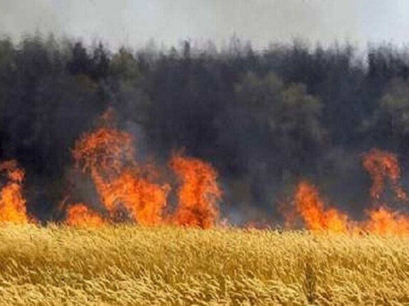 آتش‌سوزی مزارع؛ مقصر پنهان در بحران کشنده آلودگی هوا