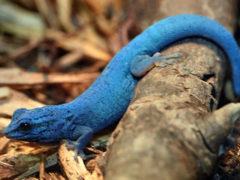 کمیاب‌ترین رنگ در طبیعت؛ شگفتی‌ای که آبی هم نیست!