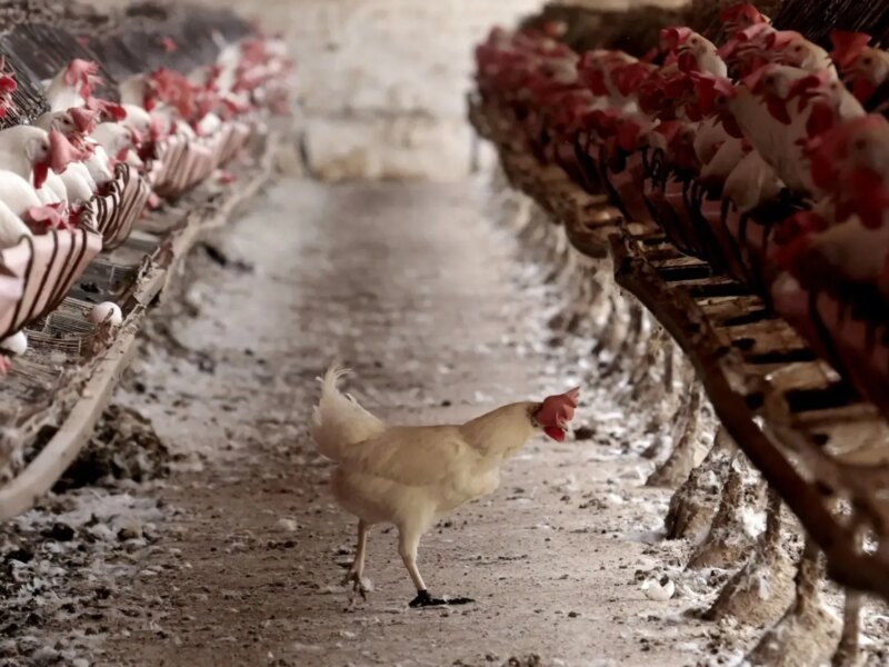 گرانی و کمبود نهاده‌های دامی، تولید مرغ را تهدید می‌کند