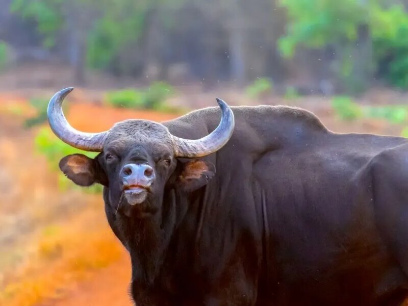 واردات گوشت گاومیش از هند