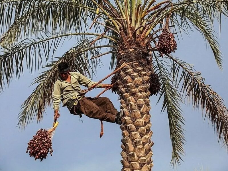 حذف 5 محصول کشاورزی از لیست محصولات آب‌بر صادراتی