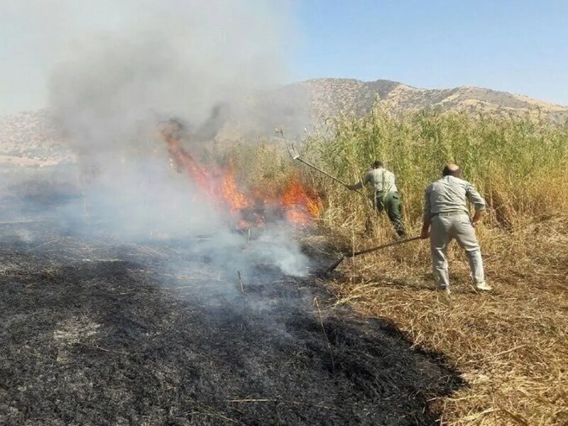 آتش سوزی در نیزارهای تالاب کانی برازان مهاباد مهار شد