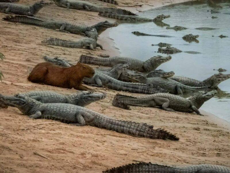 راز همزیستی عجیب؛ چرا تمساح‌ها علاقه‌ای به خوردن برگچه‌خوار ندارند؟(+عکس)