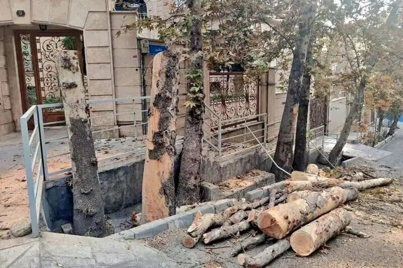 چه کسی مسئول قطع درختان تهران است؟