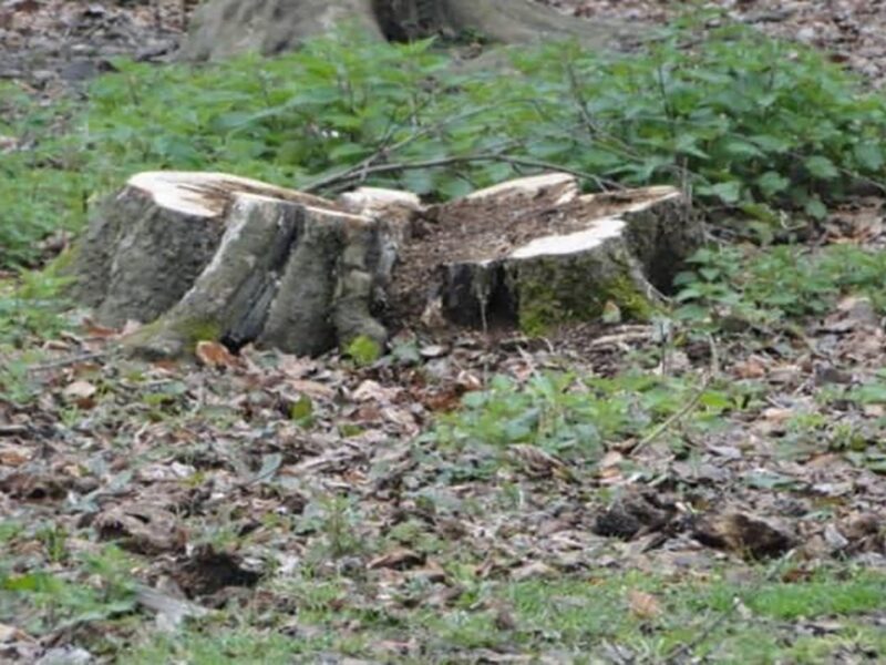 چاپ کتاب های درسی؛ هزینهای سنگین برای جنگلهای هیرکانی