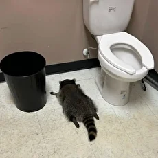 سرقت توسط راکون مست از مغازه مشروبات در ویرجینیا (فیلم)