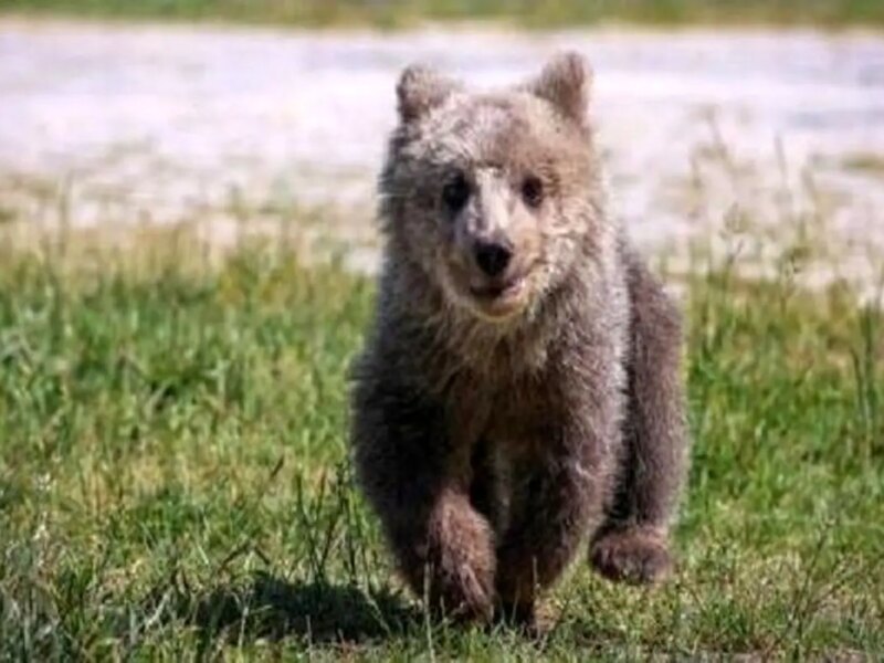 سرنوشت خرس پردیسان همچنان نامعلوم