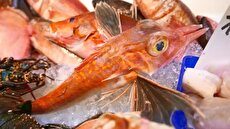 طرز تهیه دو مدل غذا با ماهی پرنده نارنجی در اوکیناوا (فیلم)