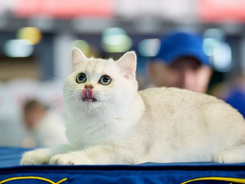 آیا وقتی میومیو میکنیم گربهها حرف ما را میفهمند؟