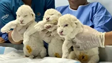 تولد دو توله شیر سفید کمیاب در باغ‌وحش ونزوئلا (فیلم)