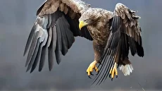 تماشای جهان از چشم عقاب بر فراز قله‌های برفی (فیلم)