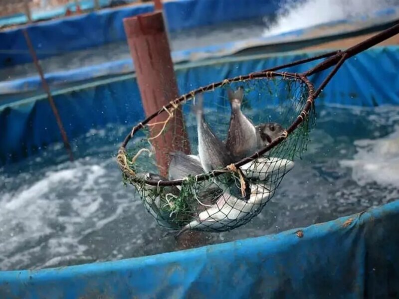 تولید ۵۰ تن ماهی با یک لیتر آب در شیلات تهران!