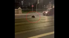 صحنه عجیب قدم‌زدن سگ آبی وسط شهر وروتسواف لهستان (فیلم)