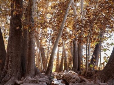 چنارهای سرخ‌پوش پهلوان‌پور(+عکس)