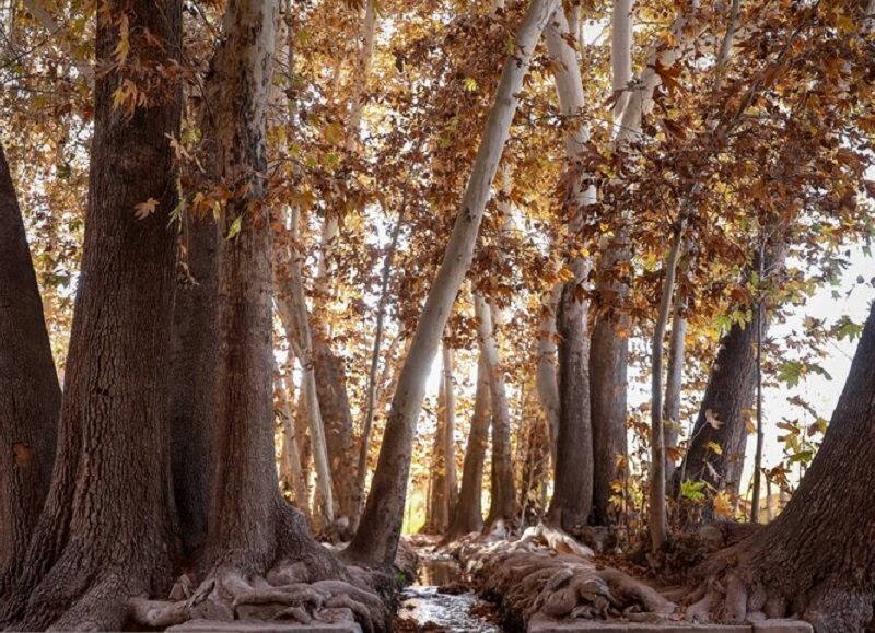 چنارهای سرخ‌پوش پهلوان‌پور(+عکس)