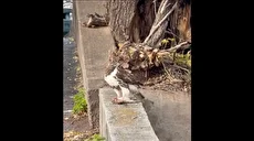 شکار سنجاب توسط شاهین و واکنش سنجاب ناظر (فیلم)