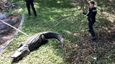 مداخله پلیس آمریکا برای مهار تمساح غول‌پیکر در فلوریدا (فیلم)
