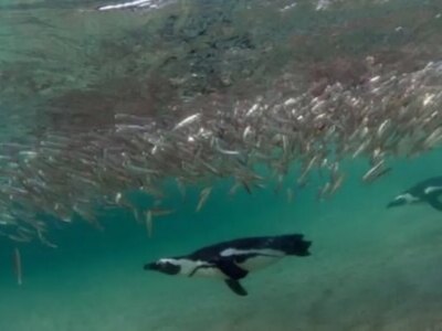 ناپدید شدن ساردین‌ها و تلف شدن هزاران پنگوئن آفریقایی از گرسنگی