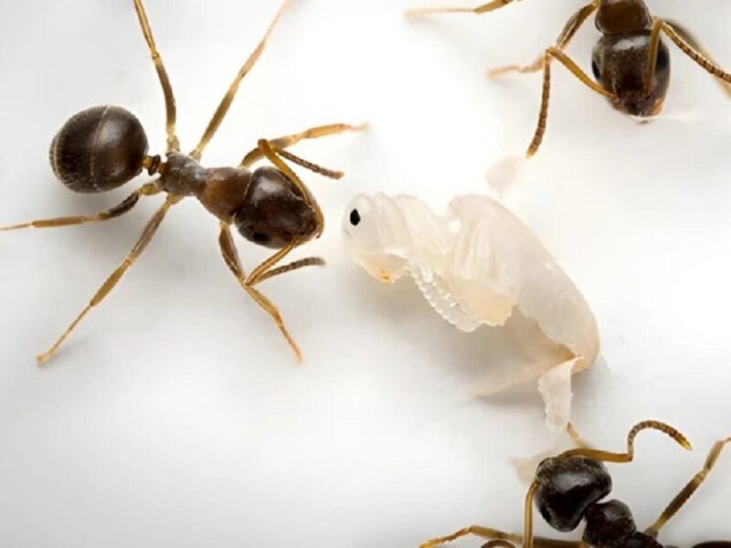 فداکاری بی‌نظیر مورچه‌ها؛ سربازانی که برای نجات کلونی جان می‌دهند