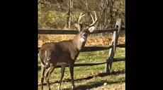 حادثه عجیب برای یک گوزن؛ شاخ در کاسه چشم (فیلم)