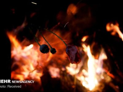 کشت خشخاش و شایعه آزادسازی کشت آن صحت ندارد