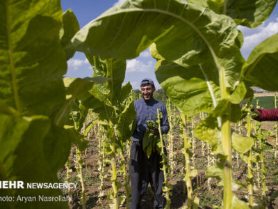 فیضی: بازار تنباکوی کشور در تسخیر قاچاق است