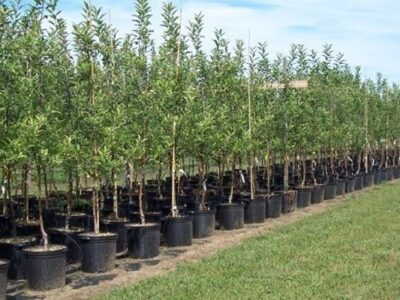 چالش خشکسالی در طرح ملی کاشت یک میلیارد درخت؛ «پساب» به کمک می‌آید