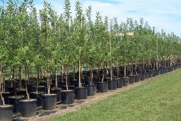 چالش خشکسالی در طرح ملی کاشت یک میلیارد درخت؛ «پساب» به کمک میآید