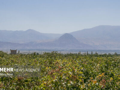 خشک شدن دریاچه ارومیه؛ از تغییر الگوی کشت تا مقاوم سازی اقتصاد کشاورزی
