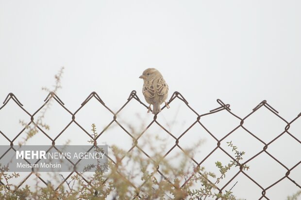 وقوع پدیده مه صبحگاهی در لرستان طی روزهای چهارشنبه و پنج‌شنبه