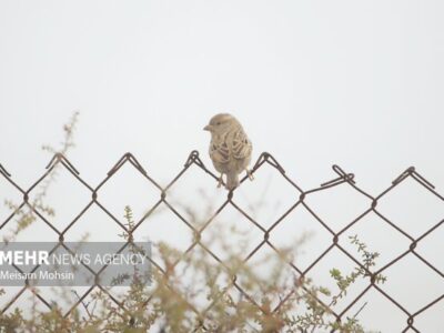 وقوع پدیده مه صبحگاهی در لرستان طی روزهای چهارشنبه و پنج‌شنبه
