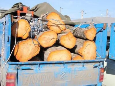 نعمتی: بیش از ۵ تن چوب قاچاق در تبریز کشف شد